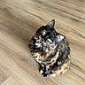 Mookie joined the competition — help win amazing prizes! cat, tortoiseshell_cat, fluffy, longhaired, pet, feline, animal, sitting, indoors, wooden_floor, hardwood, whiskers, green_eyes, ears, paws, fur, portrait, looking_up, home, cute