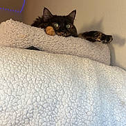 Mookie is registered to the contest to win money with this photo: cat, tortoiseshell_cat, fluffy, feline, pet, animal, face, eyes, ears, paw, whiskers, blanket, bed, cozy, indoor, bedroom, blue_lights, wall, relaxed, portrait