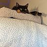 cat, tortoiseshell_cat, fluffy, feline, pet, animal, face, eyes, ears, paw, whiskers, blanket, bed, cozy, indoor, bedroom, blue_lights, wall, relaxed, portrait