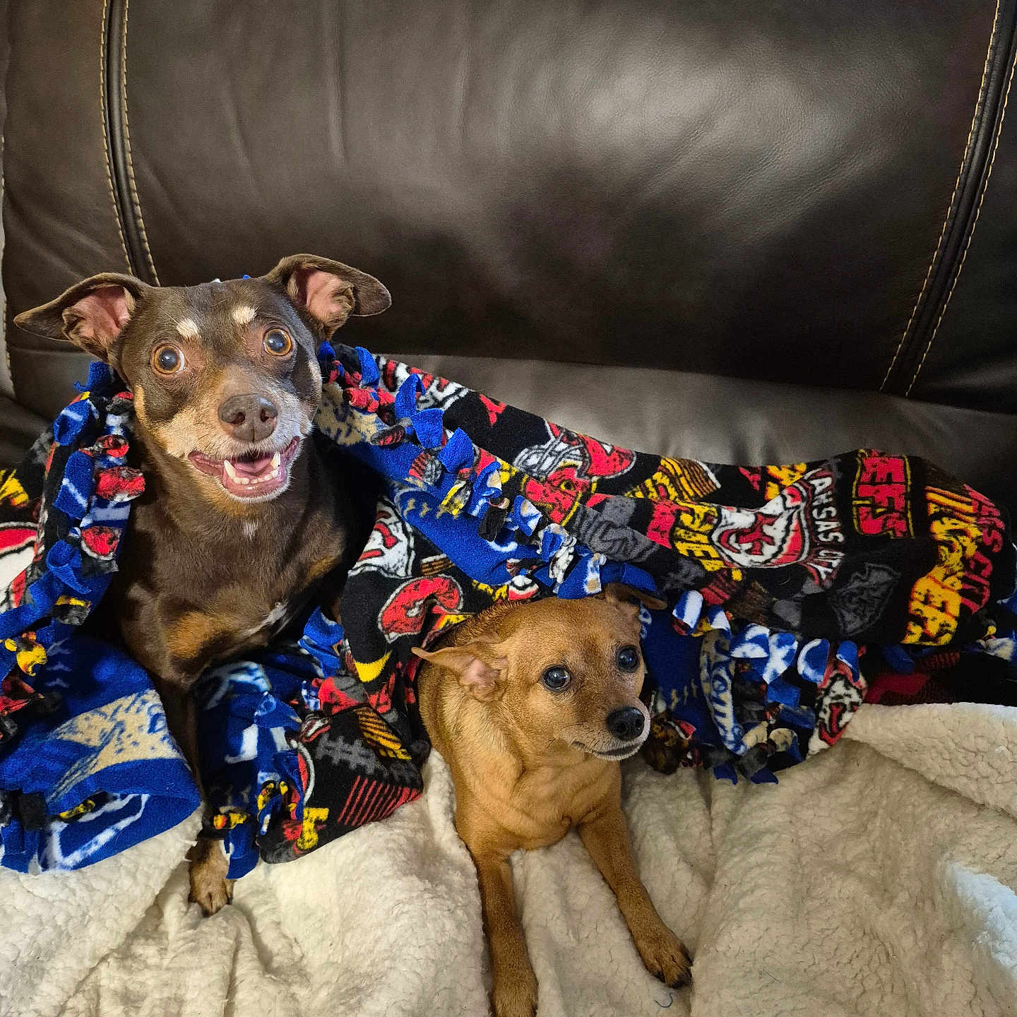 Tinker And Chloe joined the competition — help win amazing prizes! animal, blanket, brown_dog, companion, couch, cozy, cute, dog, domestic, ears, eyes, fleece, fur, happy_dog, indoor, pet, relaxed_dog, small_dog, snout, two_dogs