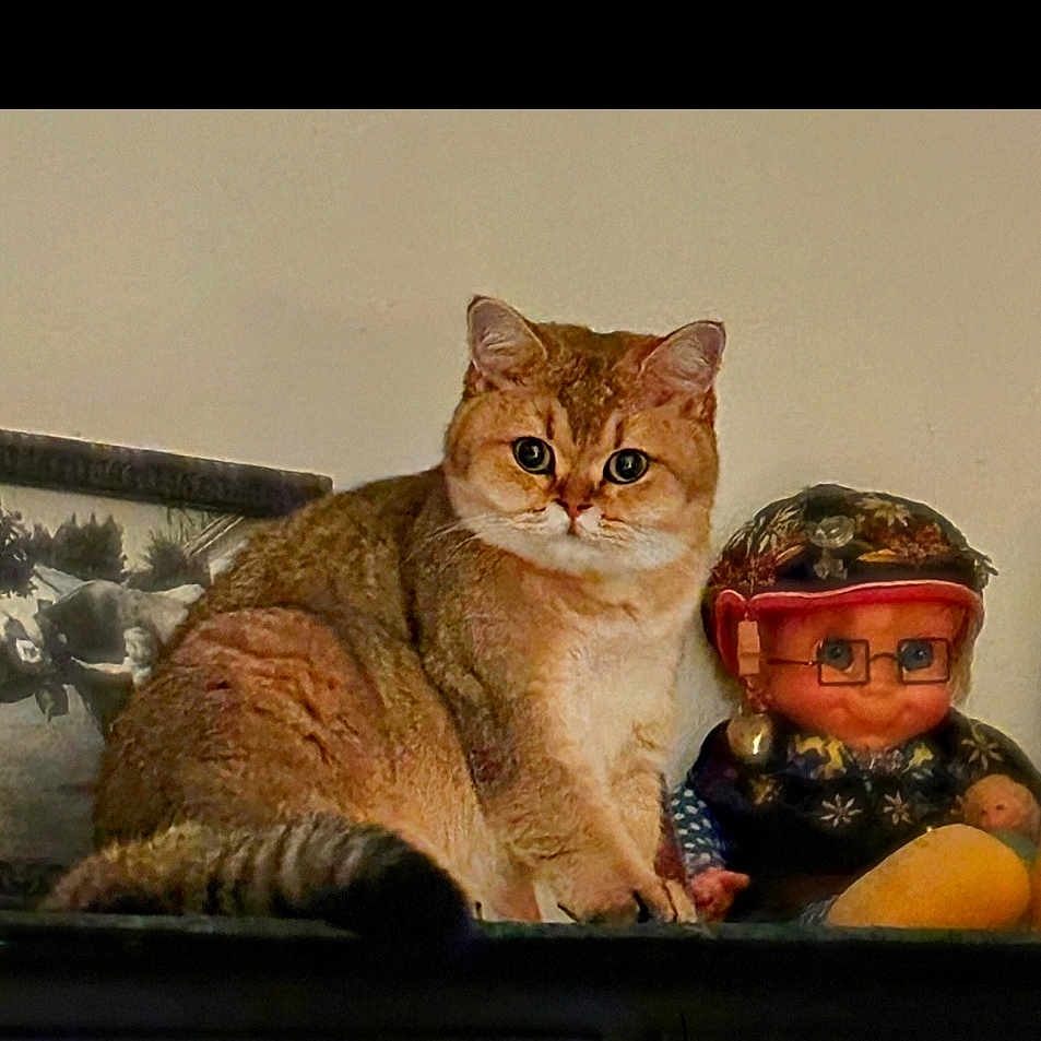 Adenas Adora joined the competition — help win amazing prizes! animal, background, brown_cat, cat, closeup, curious, cute, decor, doll, eyes, face, furniture, furry, glasses, headscarf, indoor, portrait, sitting, toy, vintage