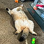 cat, fluffy, carpet, toy, relaxed, indoor, pet, feline, belly_up, tail, glass_table, papers, orange_toy, green_toy, home, cozy, resting, cute, animal, domestic