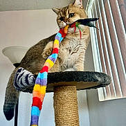 Adenas Adora joined the competition — help win amazing prizes! cat, scratching_post, toy, feathers, indoor, playful, curious, furry, pet, animal, window, lamp, vertical_blinds, colorful, closeup, feline, paw, orange, brown, striped