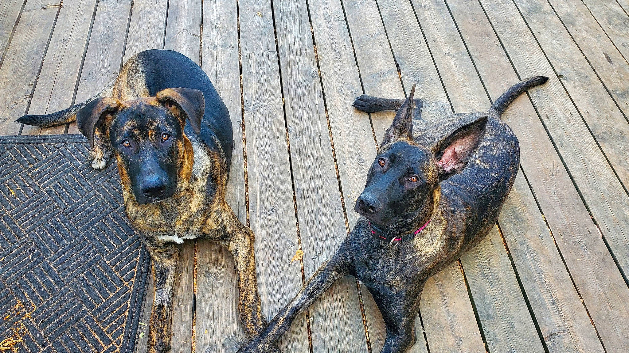 Floki joined the competition — help win amazing prizes! art, carnivore, dog, dog_breed, dog_collar, dog_supply, fawn, guard_dog, mammal, metal, pet_supply, plant, snout, sporting_group, terrestrial_animal, tree, vertebrate, wood, working_animal, working_dog