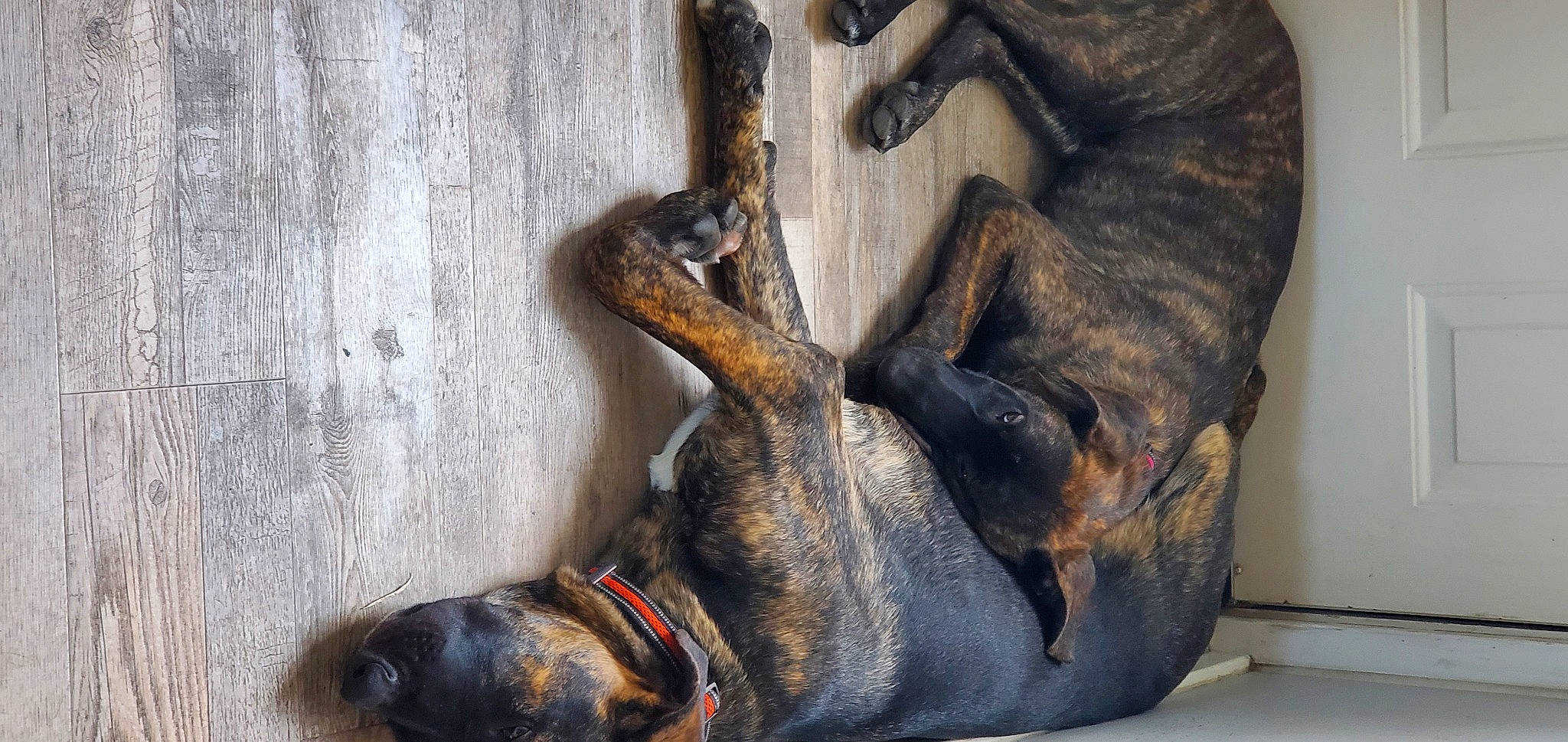 Floki is registered to the contest to win money with this photo: art, canidae, carnivore, collar, companion_dog, dog, dog_breed, dog_collar, ear, fawn, fur, gesture, guard_dog, liver, pet_supply, sculpture, snout, sporting_group, wood, working_animal