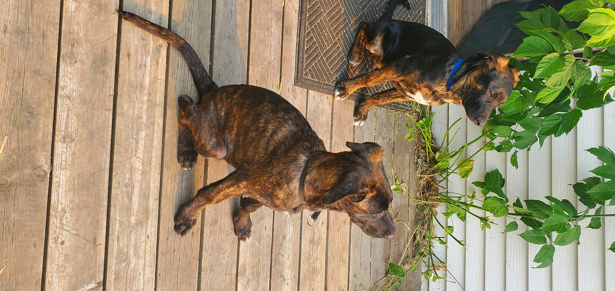 Floki is registered to the contest to win money with this photo: biting, brown, canidae, carnivore, dog, dog_breed, fawn, fur, grass, guard_dog, plant, snout, sporting_group, tail, terrestrial_animal, treeing_tennessee_brindle, wildlife, wood, working_dog