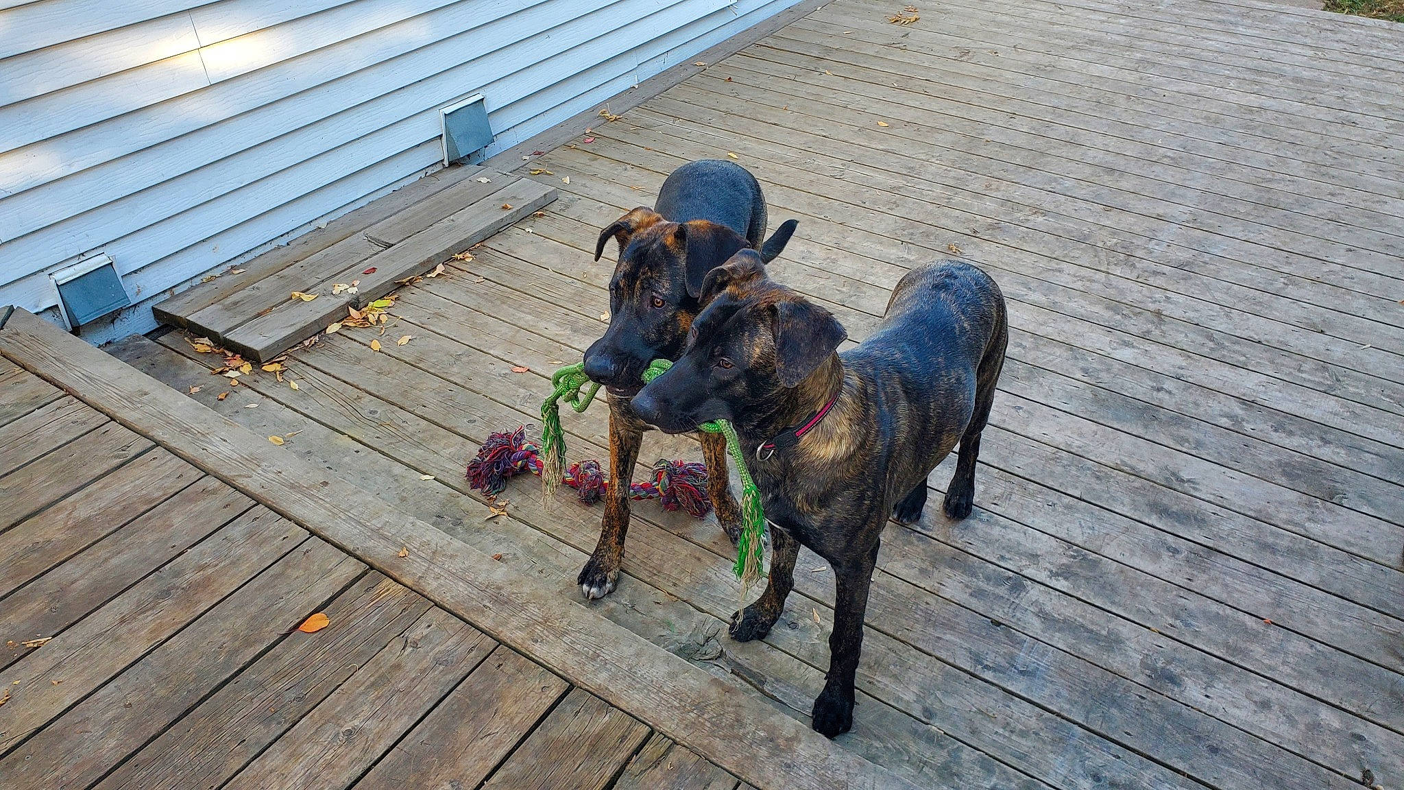 Floki joined the competition — help win amazing prizes! canidae, carnivore, collar, companion_dog, dog, dog_breed, dog_collar, dog_supply, fawn, flooring, guard_dog, hardwood, hunting_dog, leash, plank, sporting_group, tail, wood, working_animal, working_dog