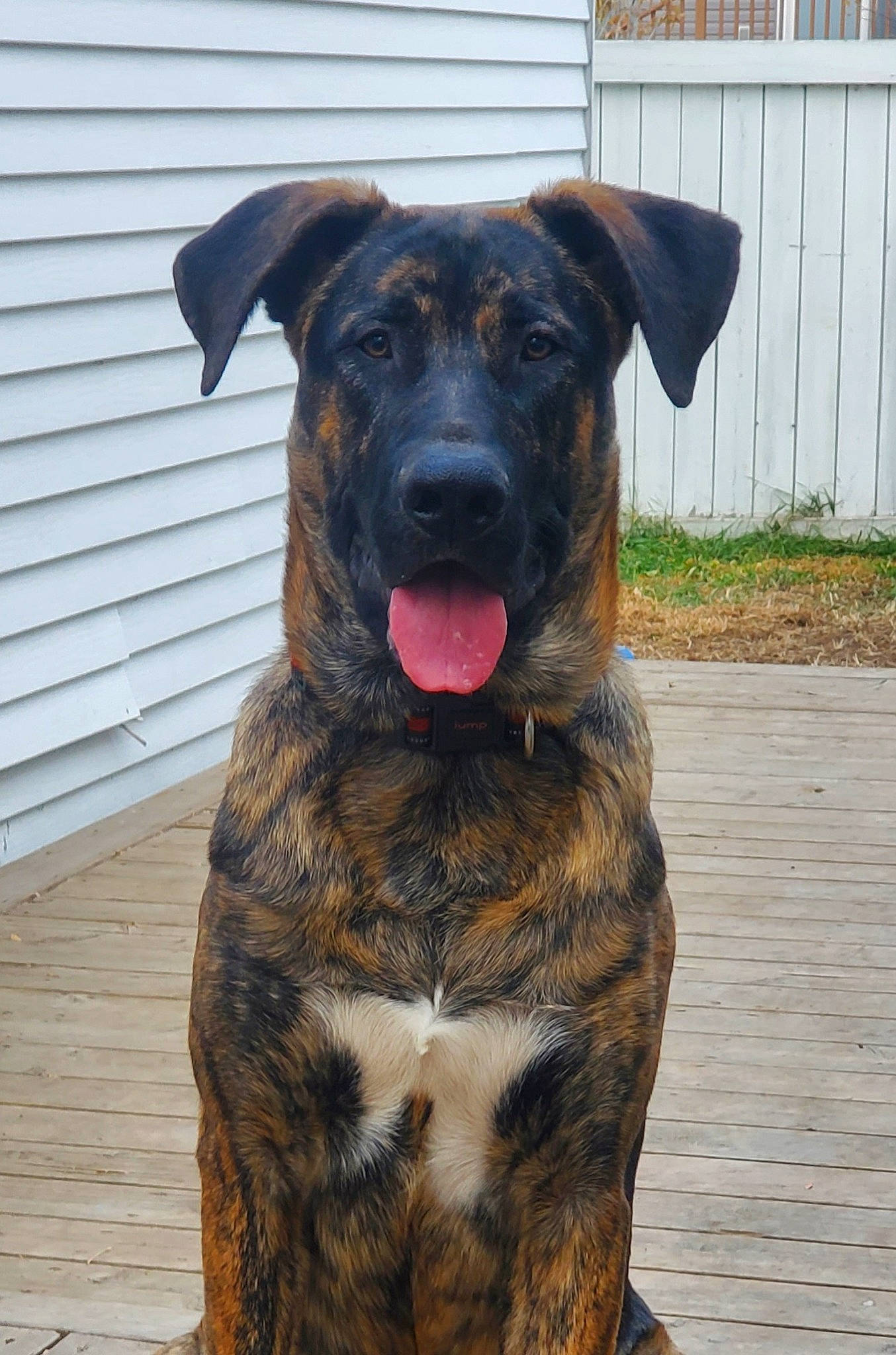 Floki is registered to the contest to win money with this photo: carnivore, collar, companion_dog, dog, dog_breed, fence, fur, guard_dog, rottweiler, snout, sporting_group, terrestrial_animal, working_animal, working_dog