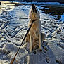 Beau joined the competition — help win amazing prizes! accessories, animal, canine, car, dog, eskimodog, goldenretriever, hound, husky, leash, nature, outdoors, person, pet, puppy, sea, strap, transportation, vehicle, water