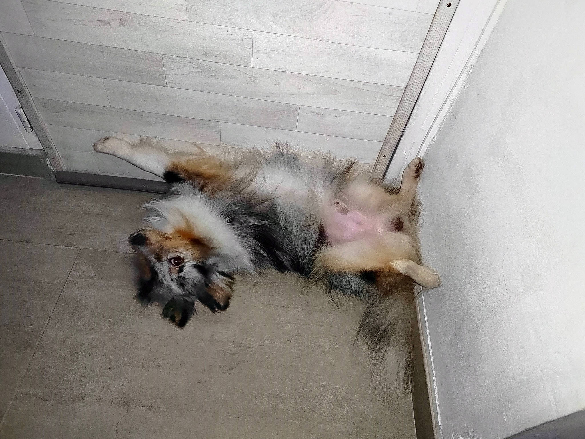 Shiva participe au concours pour gagner de l'argent avec cette photo : animal_shelter, carnivore, cat, claw, companion_dog, dog_breed, domestic_short_haired_cat, fawn, felidae, flooring, fur, hardwood, marsupial, paw, small_to_medium_sized_cats, snout, tail, whiskers