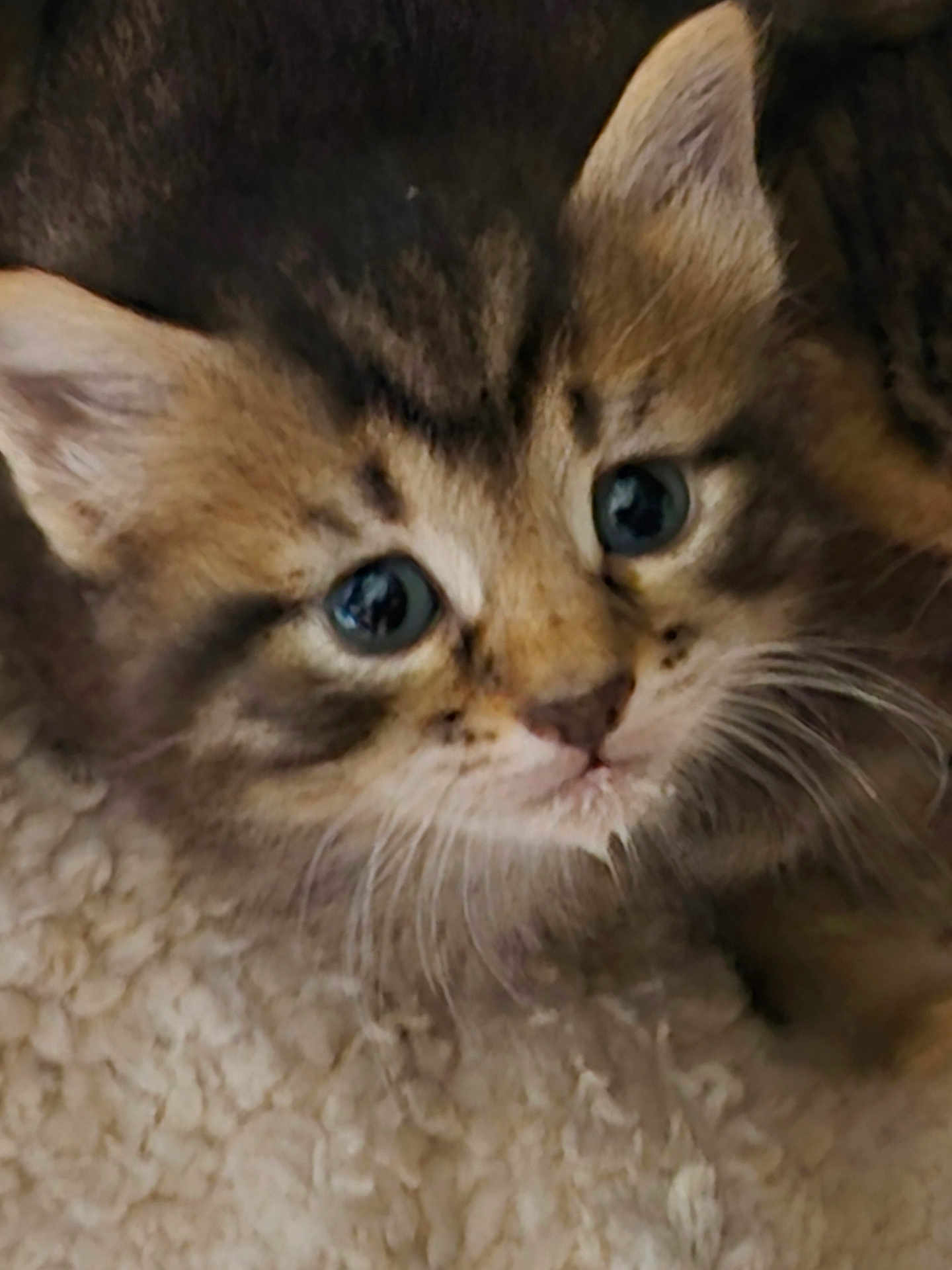 Fluffur