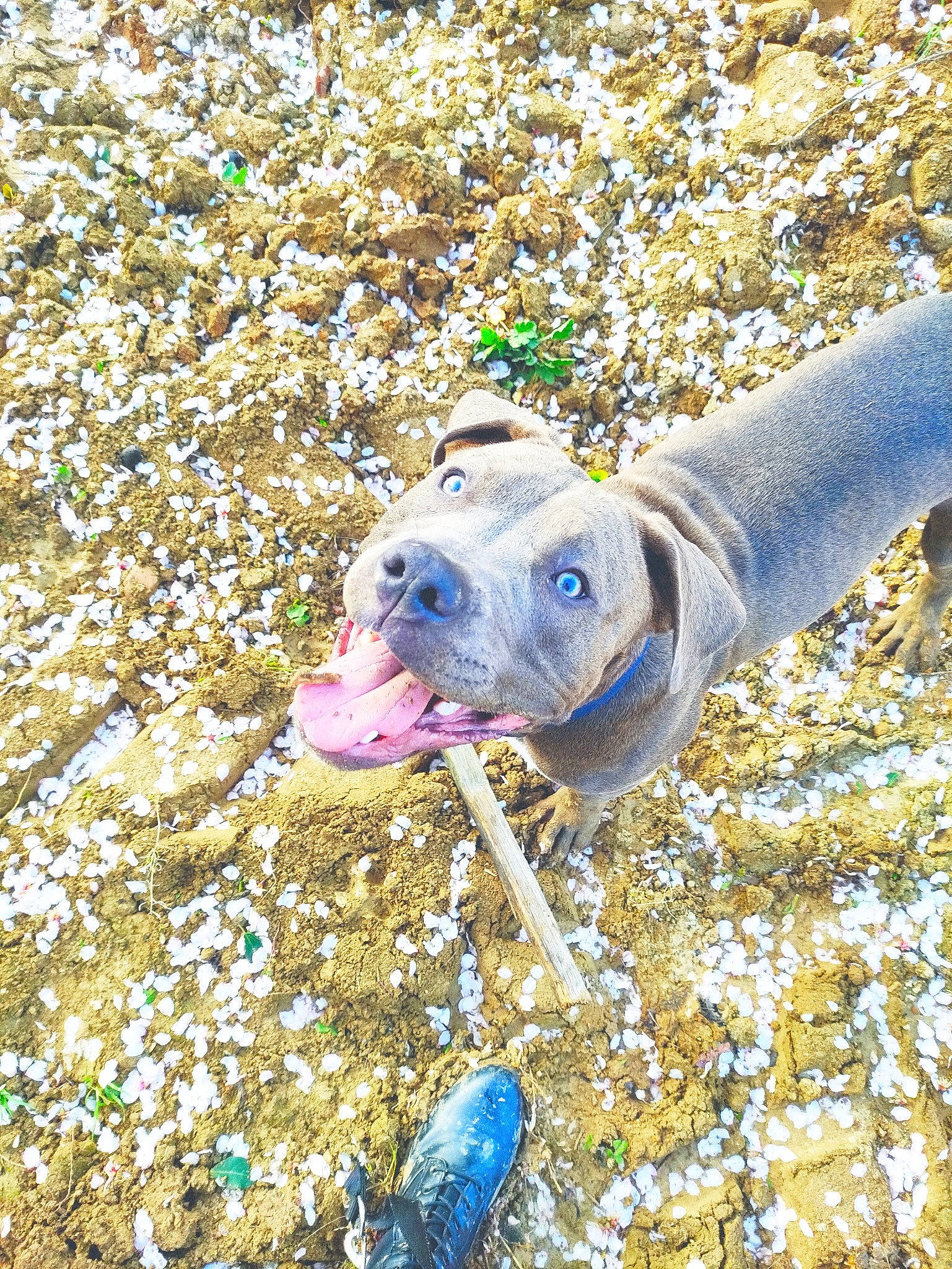 Rocco participe au concours pour gagner de l'argent avec cette photo : botany, electric_blue, eye, farmworker, fawn, field, flower, grass, happy, people_in_nature, plant, snout, soil, sporting_group, spring, tree, vegetable, vertebrate, wildflower, working_animal