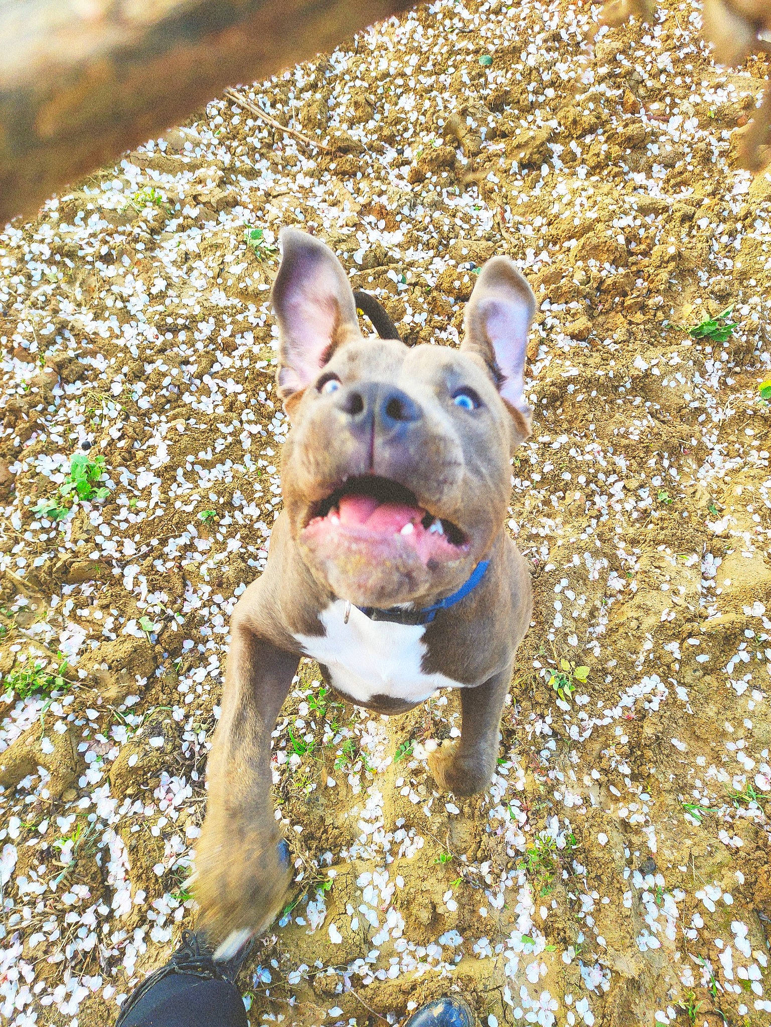 Rocco participe au concours pour gagner de l'argent avec cette photo : ancient_dog_breeds, canidae, carnivore, companion_dog, dog, dog_breed, dog_collar, fawn, grass, molosser, non_sporting_group, plant, snout, sporting_group, terrestrial_animal, toy_dog, whiskers, working_animal, working_dog, wrinkle