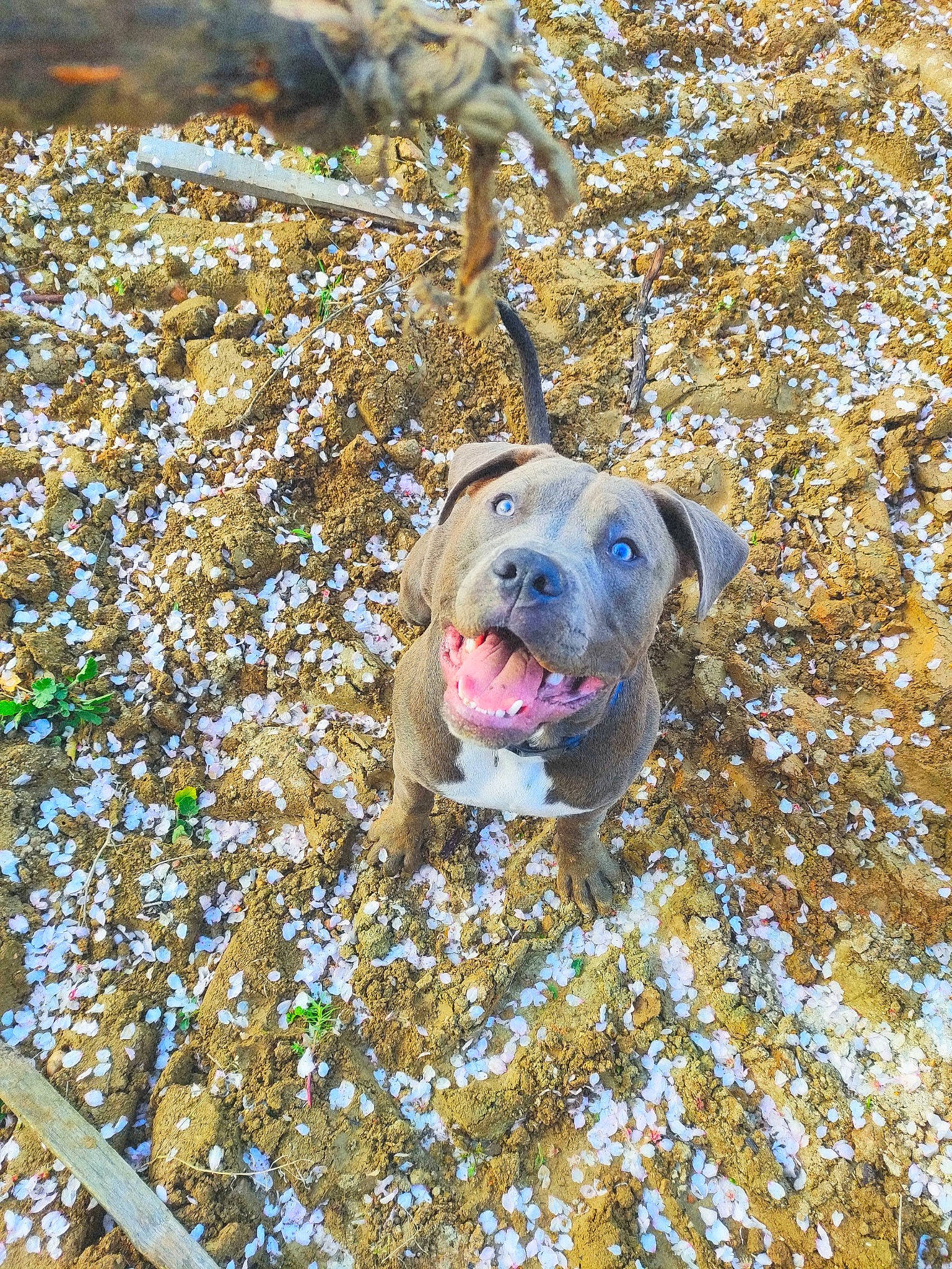 Rocco a rejoint le concours — aidez-le/la à gagner de superbes lots ! carnivore, collar, companion_dog, dog, dog_breed, dog_collar, electric_blue, fawn, flower, grass, guard_dog, people_in_nature, petal, plant, snout, sporting_group, tree, twig, winter, working_animal