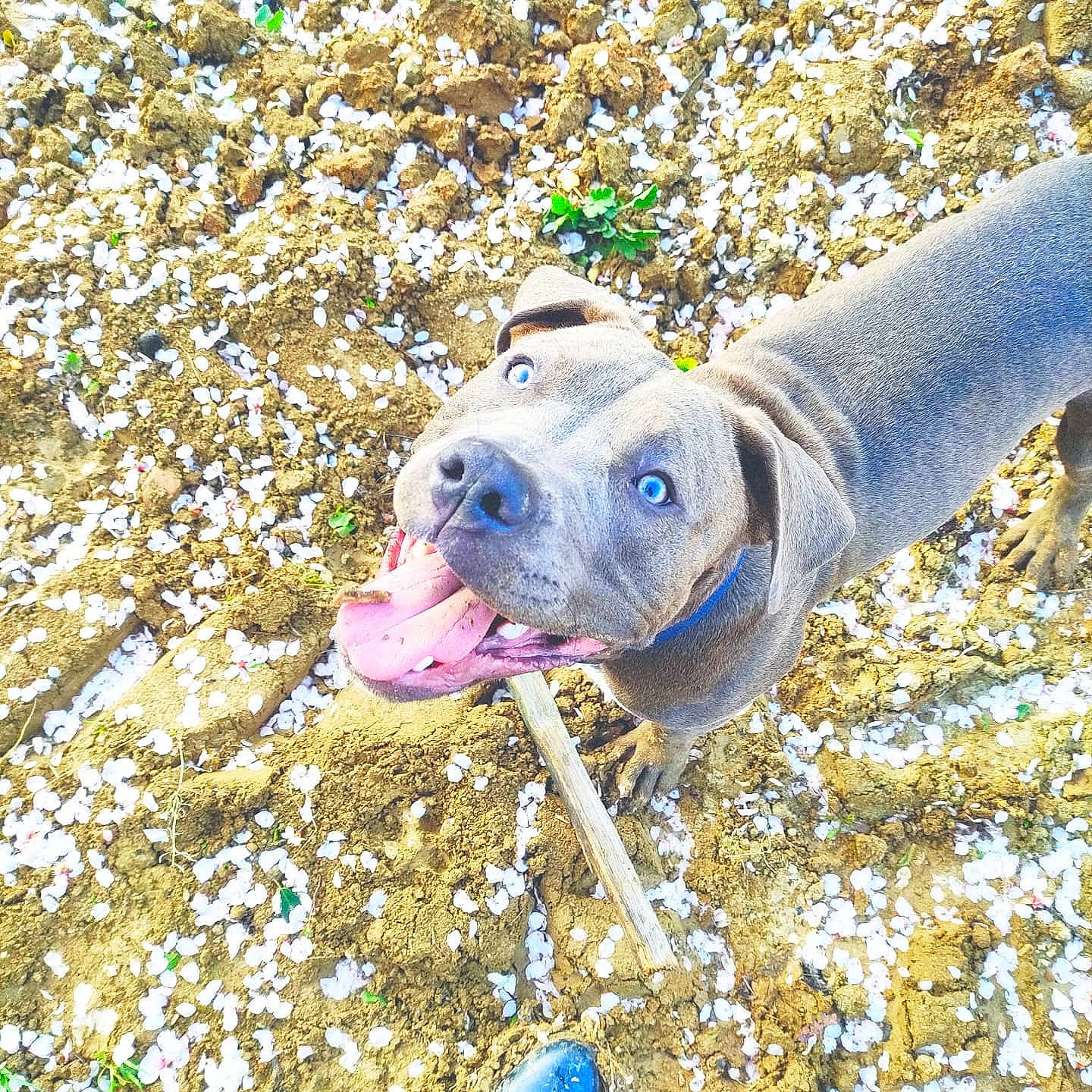 Rocco participe au concours pour gagner de l'argent avec cette photo : canidae, carnivore, dog, dog_breed, electric_blue, fawn, flower, grass, non_sporting_group, people_in_nature, plant, snout, sporting_group, sports_toy, terrestrial_animal, whiskers, working_animal