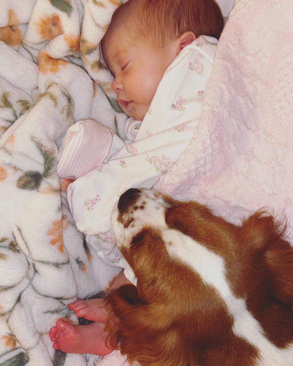 Amelia joined the competition — help win amazing prizes! baby, baby_sleeping, baby_toddler_clothing, bedding, bedtime, blanket, child, comfort, companion_dog, dog, dog_breed, ear, fur, head, linens, liver, nap, person, sleep, tail
