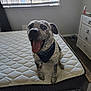 dog, bedroom, mattress, window, bandana, happy, pet, indoor, tongue_out, spotted, furniture, floor, drawer, light, smiling, animal, domestic_animal, home, curtains, window_blinds