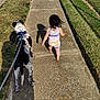 Dingo joined the competition — help win amazing prizes! toddler, dog, sidewalk, grass, leash, shadow, barefoot, summer_clothing, outdoor, walk, pet, child, sunlight, fence, nature, summer, back_view, black_and_white_dog, casual, playful