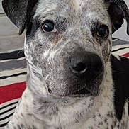 Dingo is registered to the contest to win money with this photo: dog, close_up, speckled, black_and_white, bedspread, striped, ears, fur, nose, eyes, indoor, pet, animal, portrait, laying_down, comfortable, domestic, canine, resting, room