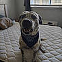 Dingo is registered to the contest to win money with this photo: dog, bandana, bed, indoor, window, blinds, mattress, quilted, spotted, pet, animal, happy, sitting, fur, ears, tail, mouth_open, room, pillow, water_bottle