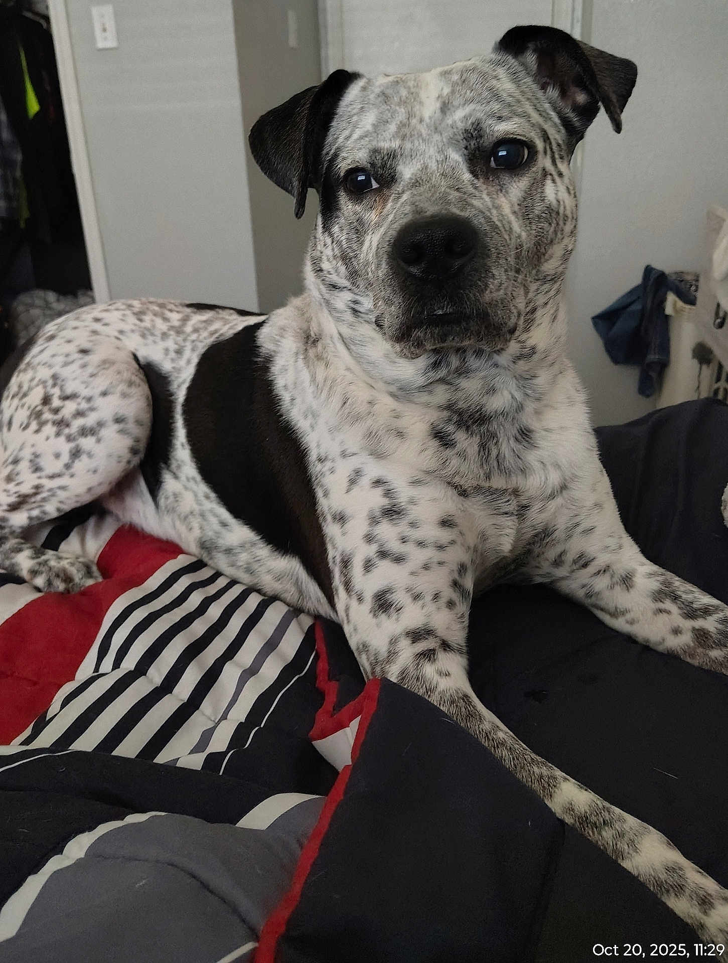 Dingo