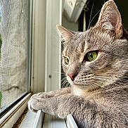 Hudson joined the competition — help win amazing prizes! cat, gray_cat, green_eyes, window, windowsill, mesh_screen, indoor, pet, feline, close_up, whiskers, ears, paws, animal, domestic_cat, side_view, curious, relaxed, natural_light, portrait