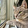 cat, gray_cat, green_eyes, window, windowsill, mesh_screen, indoor, pet, feline, close_up, whiskers, ears, paws, animal, domestic_cat, side_view, curious, relaxed, natural_light, portrait