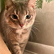 Hudson joined the competition — help win amazing prizes! cat, tabby, indoor, curious, whiskers, closeup, animal, pet, feline, brown, green_eyes, floor, wall, pine_branch, fur, young_cat, cute, looking, close