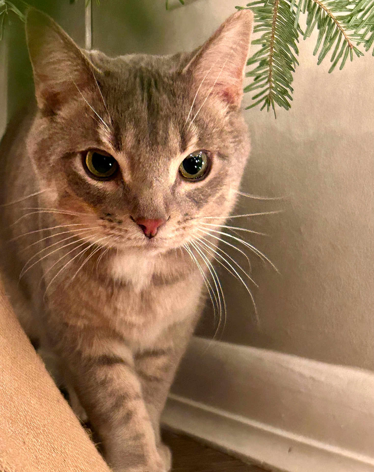 Hudson joined the competition — help win amazing prizes! cat, tabby, indoor, curious, whiskers, closeup, animal, pet, feline, brown, green_eyes, floor, wall, pine_branch, fur, young_cat, cute, looking, close