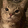 Hudson is registered to the contest to win money with this photo: cat, close_up, pet, animal, feline, whiskers, ears, fur, eyes, indoor, looking_up, portrait, cute, domestic_animal, mammal, face, nose, tabby, soft_light, curious