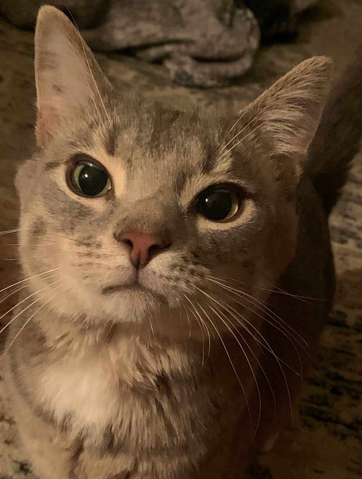 Hudson is registered to the contest to win money with this photo: cat, close_up, pet, animal, feline, whiskers, ears, fur, eyes, indoor, looking_up, portrait, cute, domestic_animal, mammal, face, nose, tabby, soft_light, curious