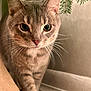 Hudson is registered to the contest to win money with this photo: cat, tabby, indoor, close_up, whiskers, fur, animal, curious, floor, plant, pine_branch, pet, mammal, walking, portrait, cute, feline, soft_light, wall, home