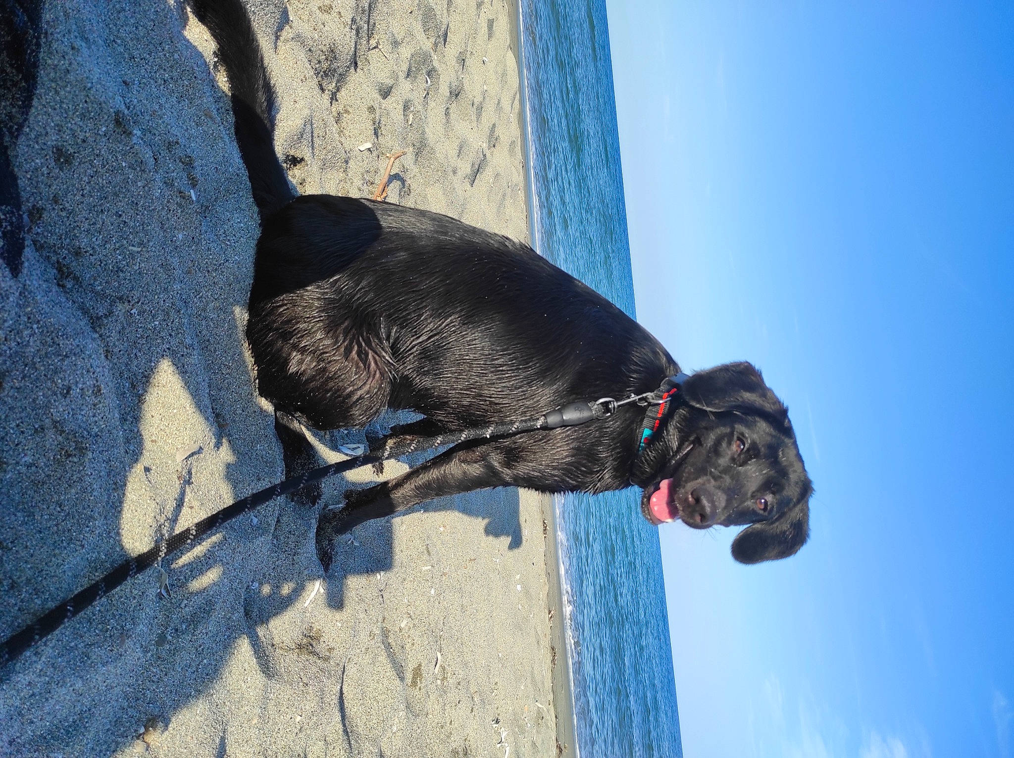 Saya a rejoint le concours — aidez-le/la à gagner de superbes lots ! blue, carnivore, collar, dog, dog_breed, dog_collar, electric_blue, fashion_accessory, fawn, guard_dog, leash, pet_supply, recreation, rock_climbing_equipment, sky, snout, sporting_group, tree, water, working_animal