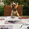 Jazz a rejoint le concours — aidez-le/la à gagner de superbes lots ! dog, yorkshire_terrier, pet, chair, table, tablecloth, heart_pattern, garden, greenery, outdoor, wooden_chair, small_dog, fence, curious, sitting, fur, collar, animal, nature, daylight
