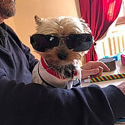 Jazz participe au concours pour gagner de l'argent avec cette photo : dog, sunglasses, person, arm, table, curtains, window, clothing, indoor, casual, beard, light, shadow, hand, colorful, small_dog, pet, portrait, funny, accessory