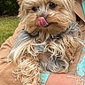 small_dog, tongue_out, fluffy_fur, person_holding, tan_jacket, bracelet, green_background, outdoor, garden, cute, pet, close_up, fur, hand, casual_clothing, friendly, animal, mammal, companion, portrait