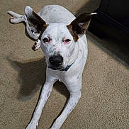 Sparky joined the competition — help win amazing prizes! dog, white_dog, brown_markings, large_ears, floppy, lying_down, carpet, indoor, pet, portrait, close_up, black_nose, blue_collar, front_legs, paws, relaxed, staring, home, furniture, natural_light