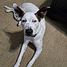 dog, white_dog, brown_markings, large_ears, floppy, lying_down, carpet, indoor, pet, portrait, close_up, black_nose, blue_collar, front_legs, paws, relaxed, staring, home, furniture, natural_light