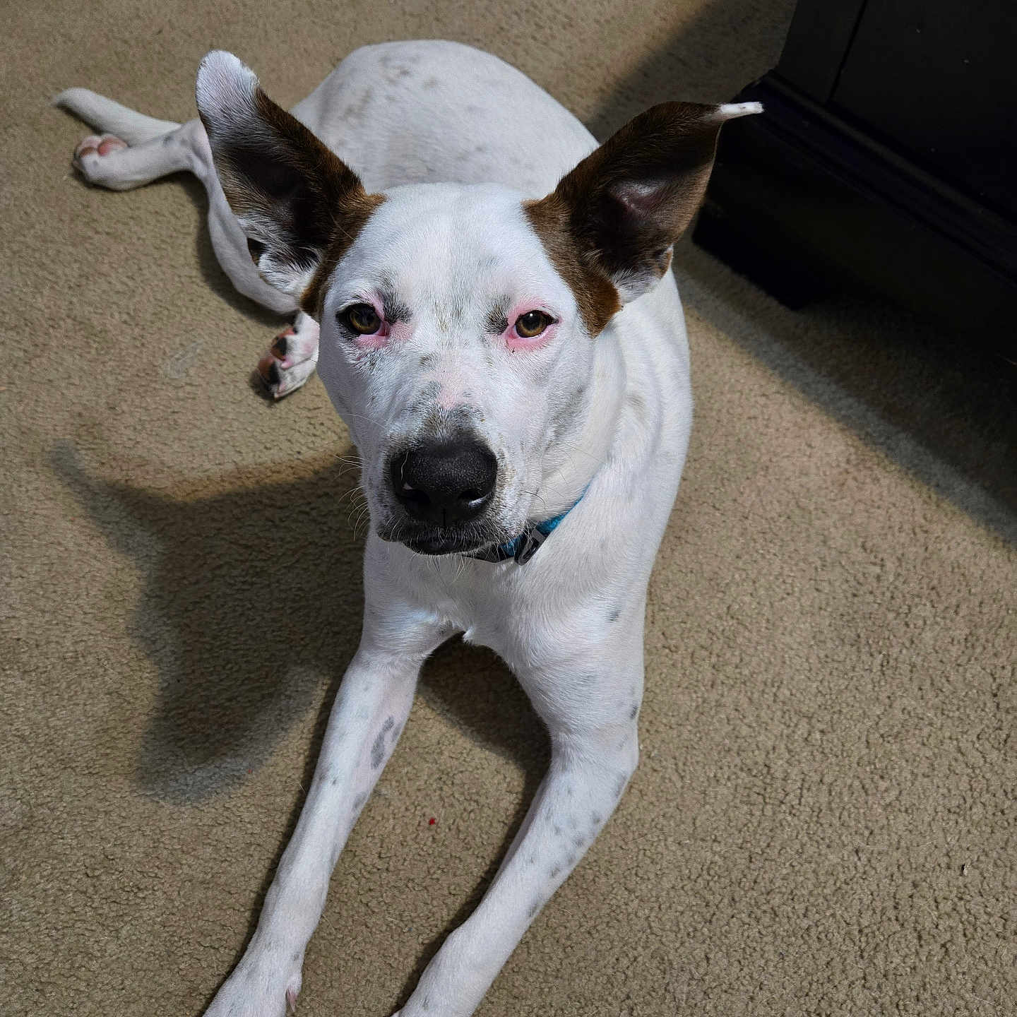Sparky