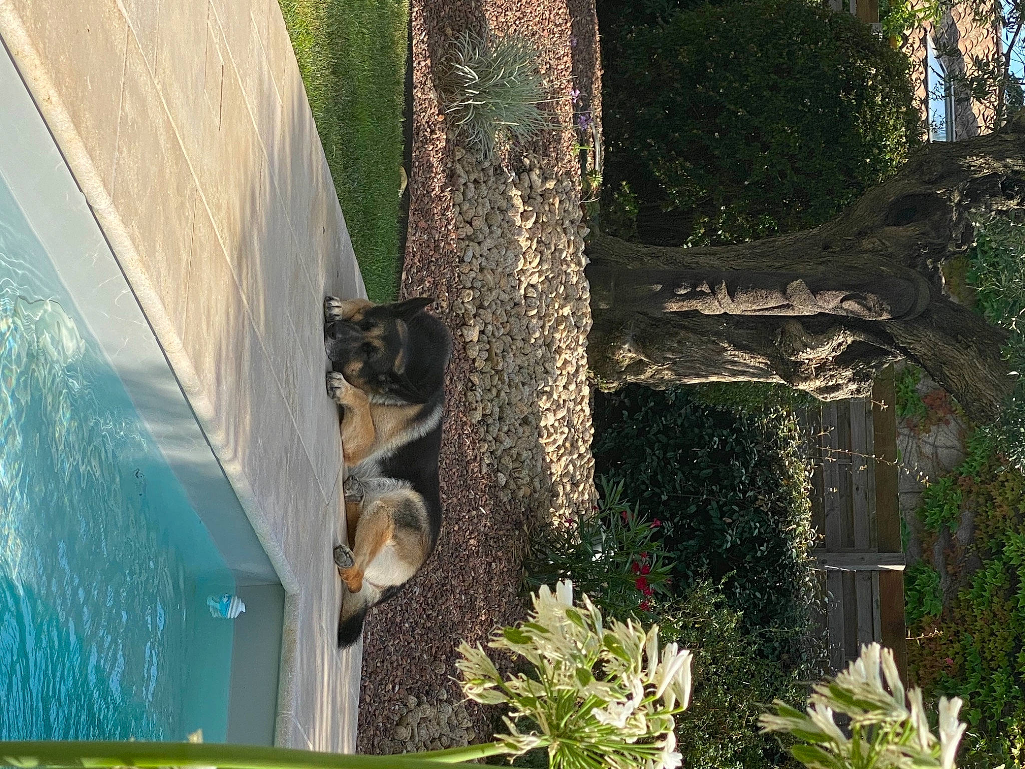 Lewis participe au concours pour gagner de l'argent avec cette photo : carnivore, cat, fawn, felidae, grass, green, leaf, light, plant, shade, shrub, small_to_medium_sized_cats, tail, terrestrial_plant, tints_and_shades, tree, trunk, whiskers, window, wood