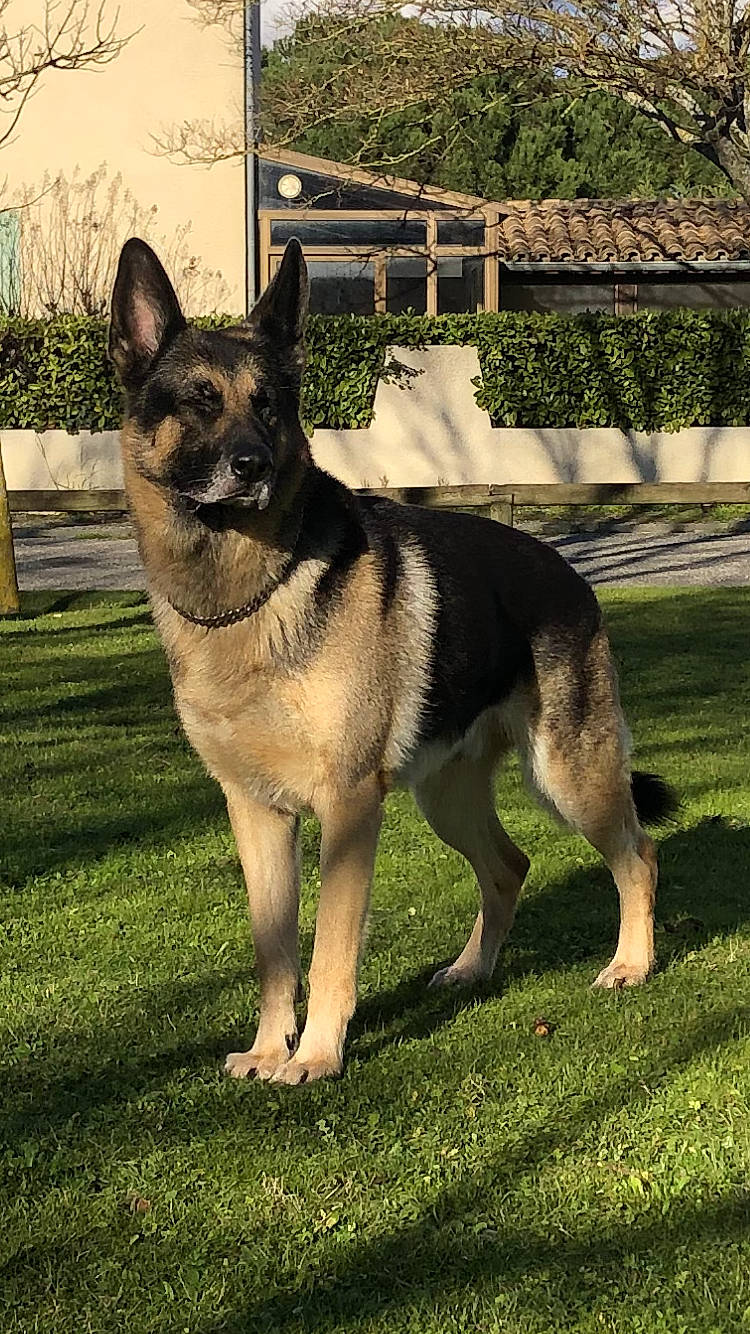 Lewis participe au concours pour gagner de l'argent avec cette photo : canidae, carnivore, collar, companion_dog, dog, dog_breed, fawn, fence, foot, german_shepherd_dog, grass, herding_dog, pet_supply, plant, snout, sporting_group, terrestrial_animal, window, working_animal, working_dog