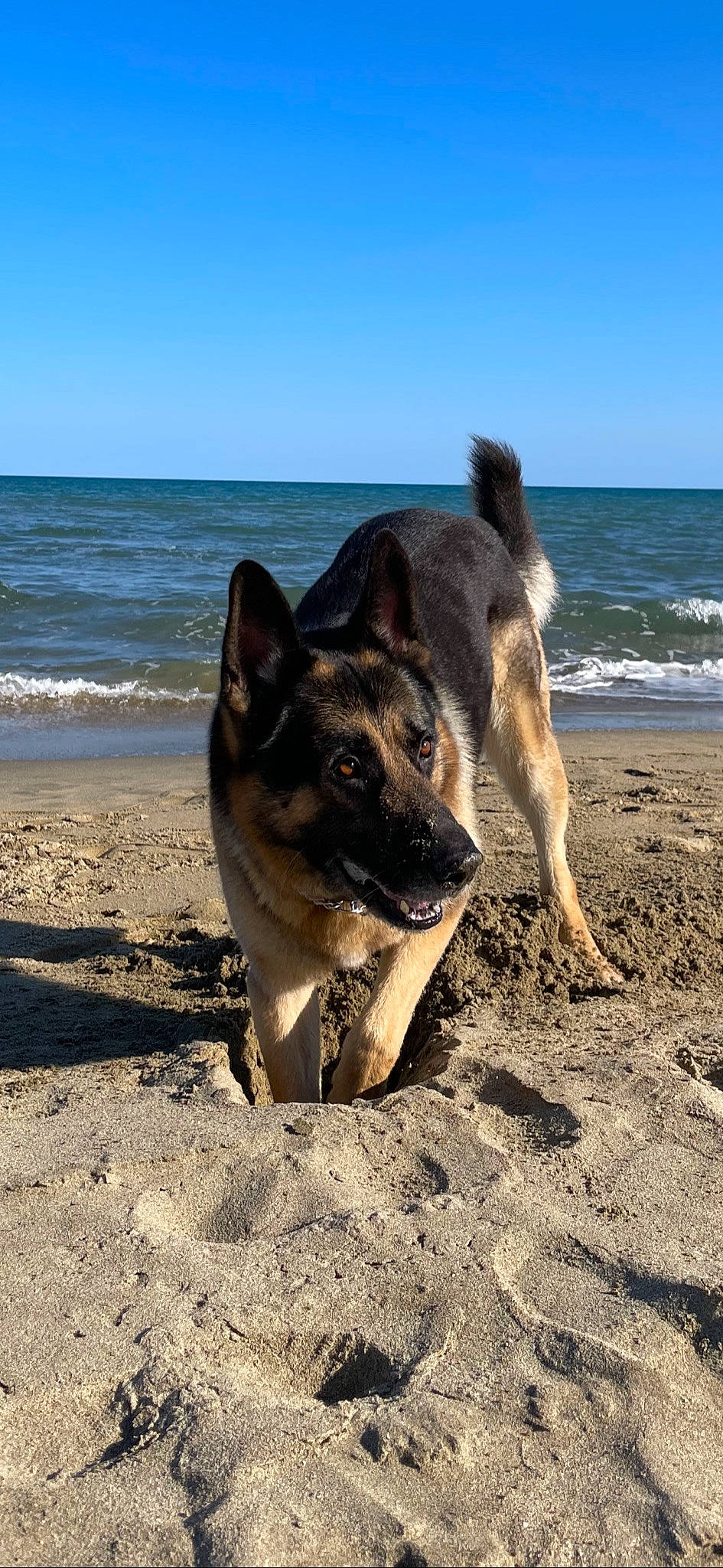 Lewis a rejoint le concours — aidez-le/la à gagner de superbes lots ! beach, canidae, carnivore, coast, dog, dog_breed, fawn, foot, german_shepherd_dog, herding_dog, non_sporting_group, ocean, rock, sky, snout, soil, sporting_group, water, working_animal, working_dog
