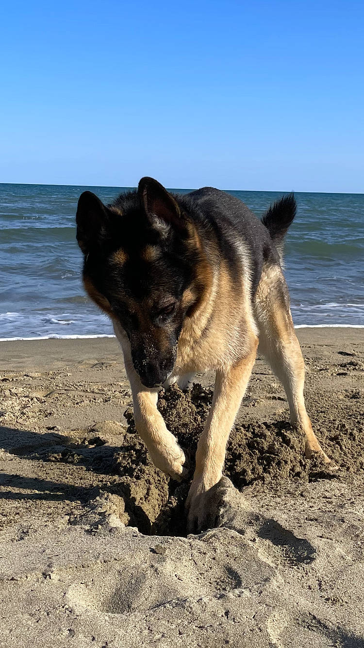 Lewis participe au concours pour gagner de l'argent avec cette photo : beach, canidae, carnivore, dog, dog_breed, east_european_shepherd, fawn, german_shepherd_dog, herding_dog, ocean, old_german_shepherd_dog, sky, snout, sporting_group, tail, terrestrial_animal, water, wildlife, wind_wave, working_animal