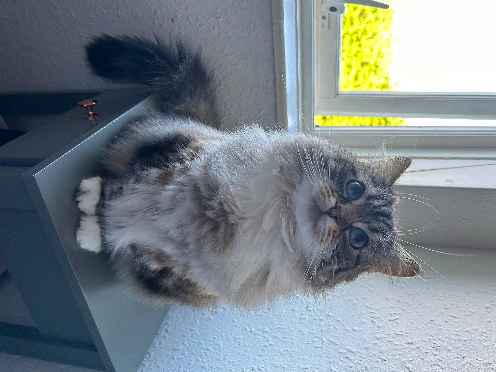 Missy Walker joined the competition — help win amazing prizes! box, british_longhair, carnivore, cat, claw, domestic_short_haired_cat, felidae, flooring, fur, grey, paw, plant, small_to_medium_sized_cats, snout, tail, whiskers, window