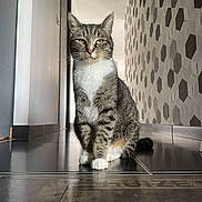 Balou participe au concours pour gagner de l'argent avec cette photo : animal, cat, ears, feline, floor, fur, hallway, hexagon, home, indoor, modern, pattern, paws, pet, reflection, sitting, tabby, tile, wall, whiskers