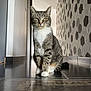 animal, cat, ears, feline, floor, fur, hallway, hexagon, home, indoor, modern, pattern, paws, pet, reflection, sitting, tabby, tile, wall, whiskers