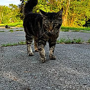 Mr Smokey is registered to the contest to win money with this photo: cat, tabby, animal, outdoor, pavement, grass, tree, nature, sunlight, walking, path, greenery, feline, pet, daytime, mammal, closeup, background, stray, curious