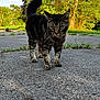 cat, tabby, animal, outdoor, pavement, grass, tree, nature, sunlight, walking, path, greenery, feline, pet, daytime, mammal, closeup, background, stray, curious