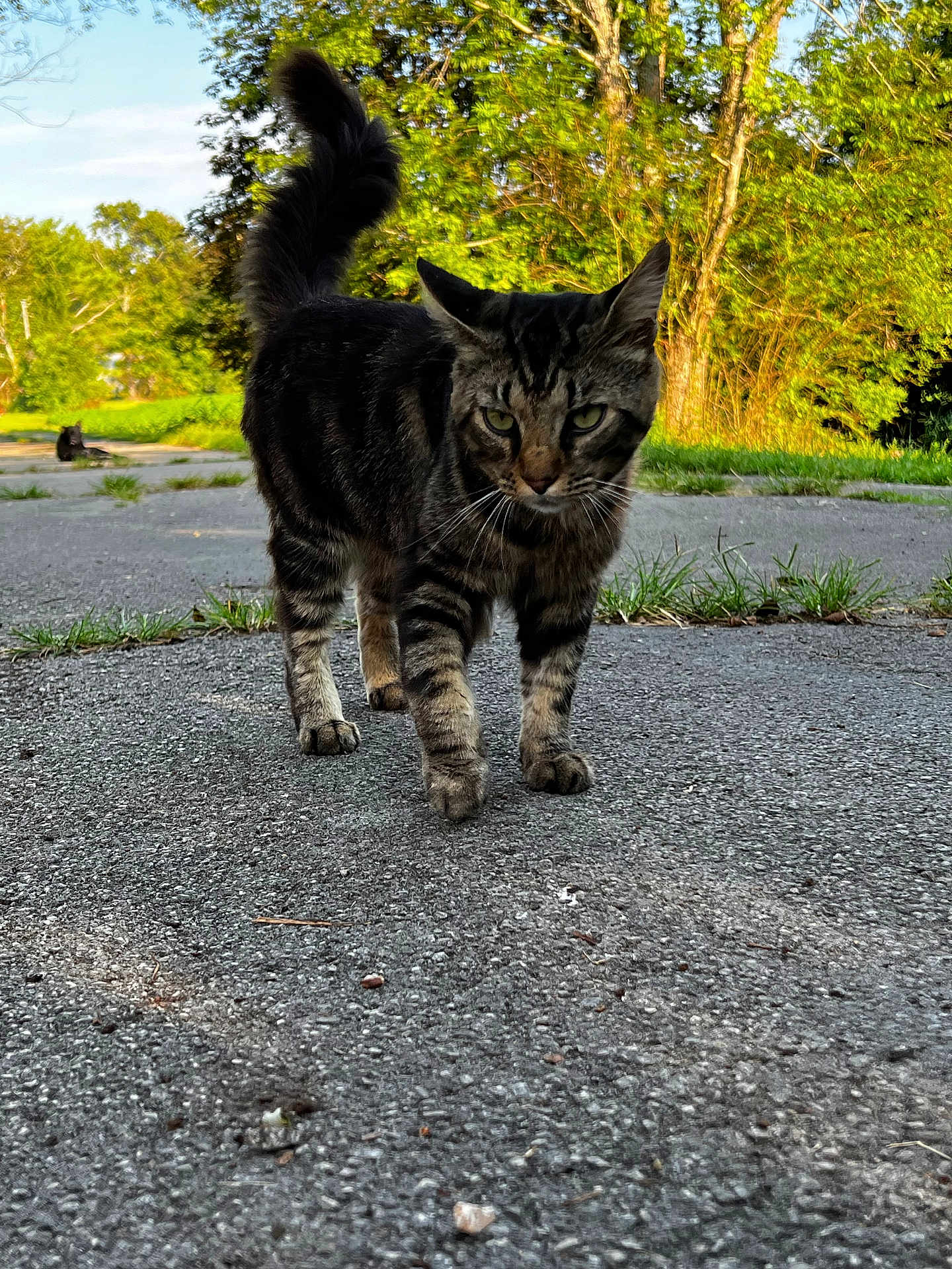 Mr Smokey is registered to the contest to win money with this photo: cat, tabby, animal, outdoor, pavement, grass, tree, nature, sunlight, walking, path, greenery, feline, pet, daytime, mammal, closeup, background, stray, curious