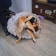 Chalupe is registered to the contest to win money with this photo: animal, bed, black_and_tan, chair, cozy, cute, dog, drawer, floor, fluffy, fun, furniture, home, indoor, pet, playing, puppy, stickers, wooden_floor, young